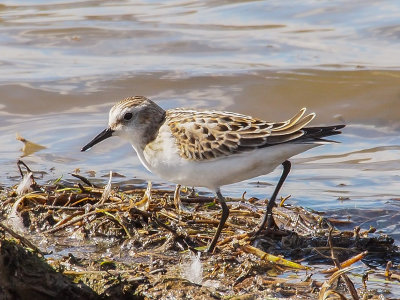 Little Stint