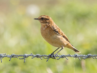 Whinchat