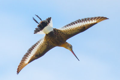 Black tailed Godwit