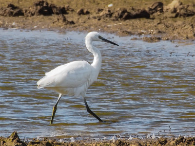 Little Egret