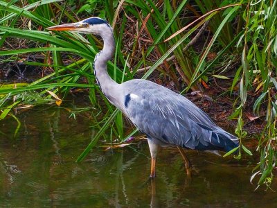 Grey Heron