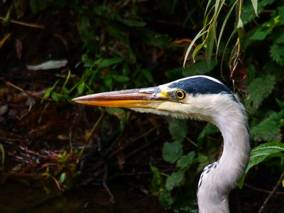 Grey Heron