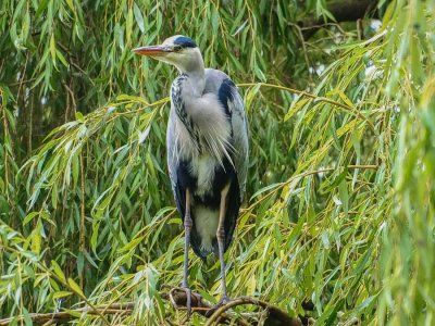 Grey Heron