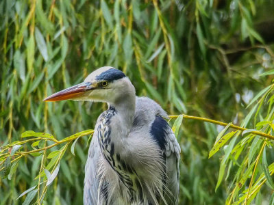 Grey Heron