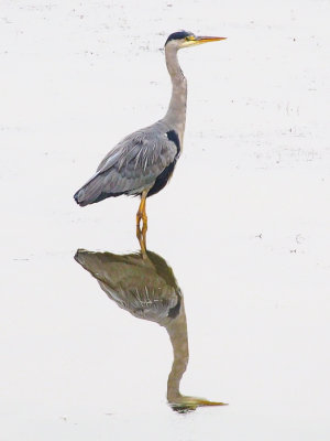 Grey Heron