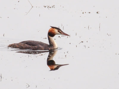 Great crested Grebe