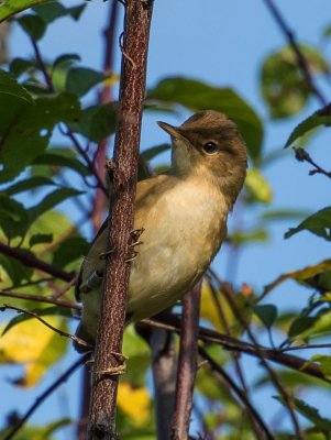 Reed Warbler