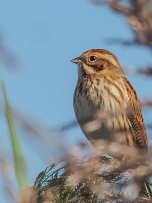 Reed Bunting