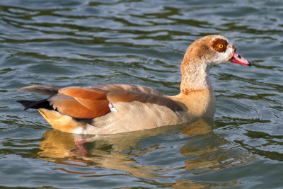 Egyptian Goose