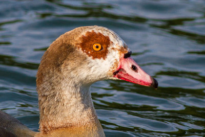 Egyptian Goose