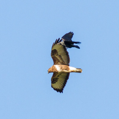 Common Buzzard