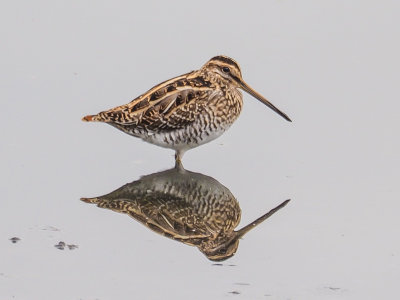 Snipe
