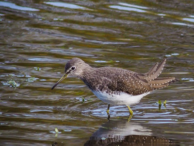 Green Sandpiper