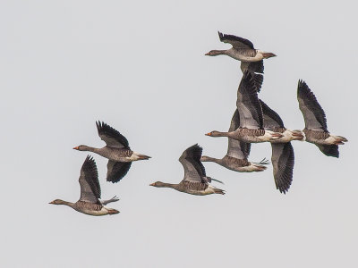 Greylag