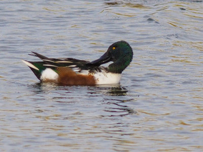Shoveler, drake