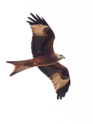 Red Kite