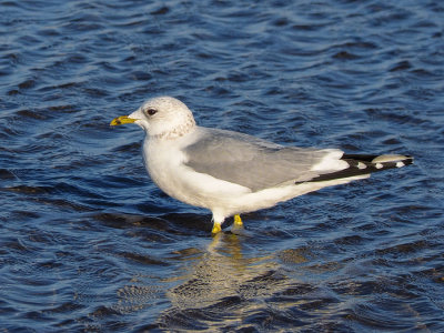 Common Gull