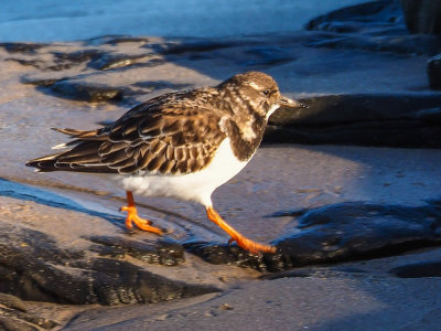 Turnstone