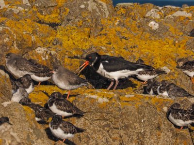 Oystercatcher, Turnstones and Purple Sandpiper