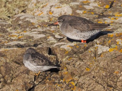 Redshank and Purple Sandpiper