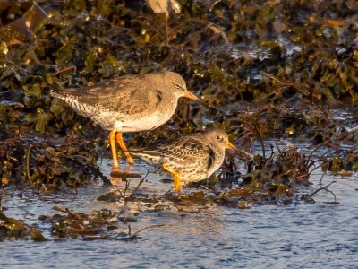 Redshank and Purple Sandpiper