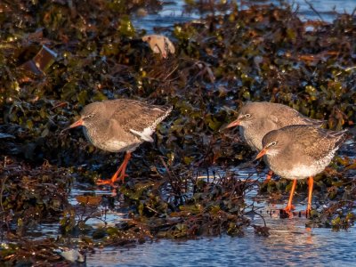 Redshanks