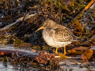 Purple Sandpiper