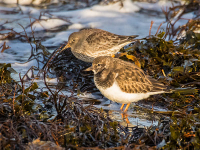 Turnstone and Purple Sandpiper