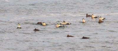 Eiders