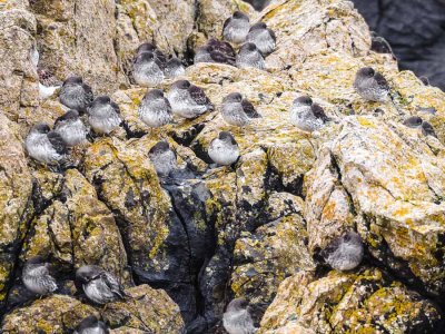 Purple Sandpipers