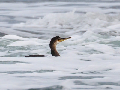 Juvenile Shag