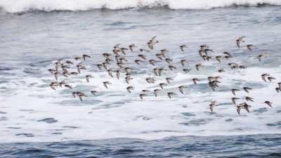 Purple Sandpipers