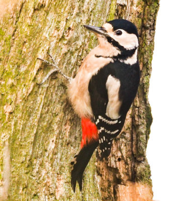 Great Spotted Woodpecker