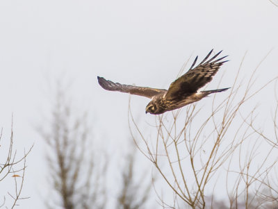 Hen Harrier