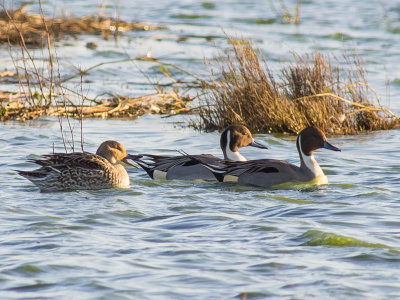 Pintail
