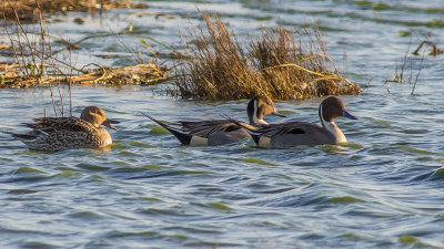 Pintail
