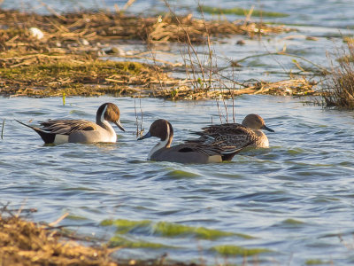 Pintail