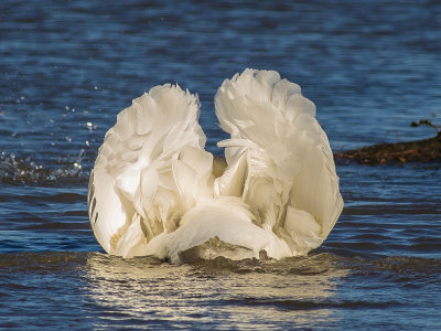 Mute Swan