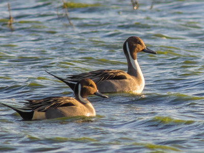 Pintail