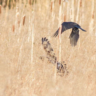 Ringtail Hen Harrier