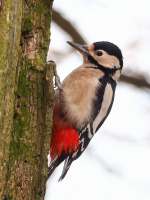 Great Spotted Woodpecker