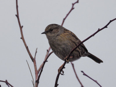 Dunnock