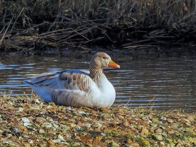 Leucistic Greylag goose