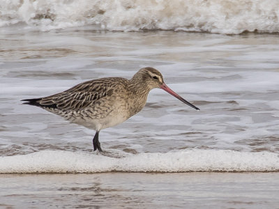 Bar-tailed Godwit