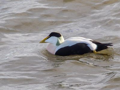 Eider Male