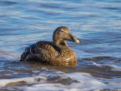 Eider female