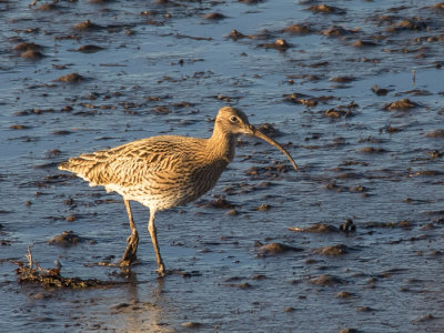 Curlew