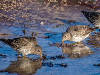 Purple Sandpipers