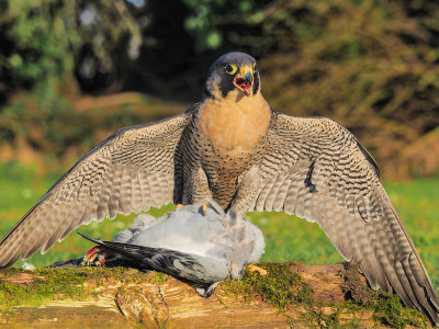 Peregrine, male