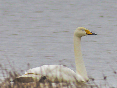 Whooper Swan